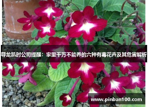 尊龙凯时公司提醒：家里千万不能养的六种有毒花卉及其危害解析